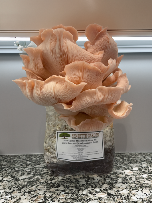 3lbs Pink Oyster Mushroom Grow Kit – Bold, Beautiful & Ready to Grow
