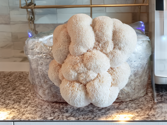 3lbs Lion’s Mane Mushroom Grow Kit – Fresh, Medicinal, and Easy to Grow