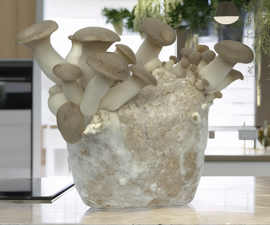 3lbs King Oyster Mushroom Grow Kit – Meaty, Flavorful & Gourmet-Grade